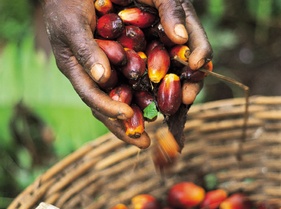 Oil Palm Loose Fruit.jpg